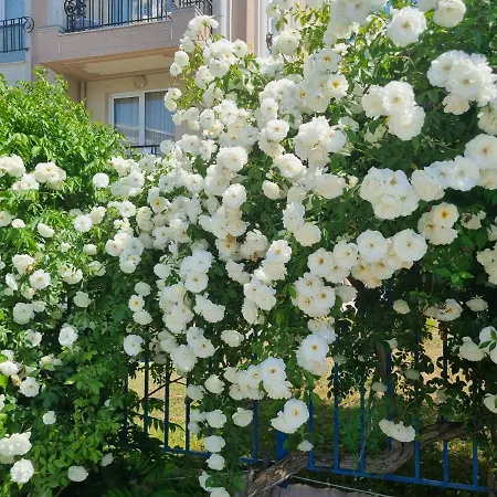 Apartment With Balcony 300m From *